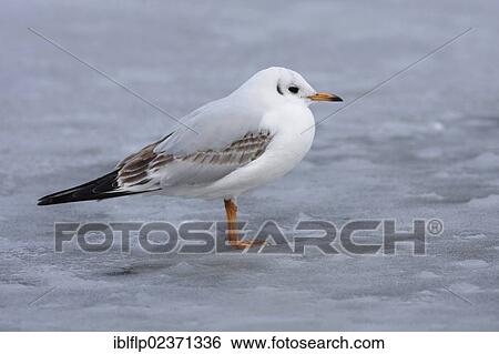 "Black-headed Gull (Larus ridibundus), immature, first winter plumage, standing on surface of frozen lake, West Yorkshire, England, United Kingdom, Europe" View Large Photo Image Stock Photograph - "Black-headed Gull (Larus ridibundus), immature, first winter plumage, standing on surface of frozen lake, West Yorkshire, England, United Kingdom, Europe". Fotosearch