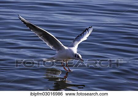 "Black-headed gull (Larus ridibundus) landing with one foot touching water, Chiemsee, Upper Bavaria, Bavaria, Germany, Europe" View Large Photo Image Stock Photograph - "Black-headed gull (Larus ridibundus) landing with one foot touching water, Chiemsee, Upper Bavaria, Bavaria, Germany, Europe". Fotosearch