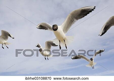 Stock Image - "Black-headed Gulls (Chroicocephalus ridibundus) in flight at beach, Bansin, Usedom, Mecklenburg-Western Pomerania, Germany, Europe". Fotosearch