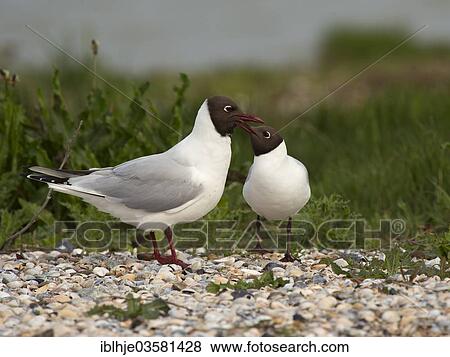 "Black-headed Gulls (Chroicocephalus ridibundus), Texel, West Frisian Islands, province of North Holland, The Netherlands, Europe" View Large Photo Image Stock Photo - "Black-headed Gulls (Chroicocephalus ridibundus), Texel, West Frisian Islands, province of North Holland, The Netherlands, Europe". Fotosearch