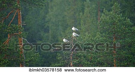 "Black-headed Gulls (Chroicocephalus ridibundus, Larus ridibundus), Karelia, Finland, Europe" View Large Photo Image Stock Photo - "Black-headed Gulls (Chroicocephalus ridibundus, Larus ridibundus), Karelia, Finland, Europe". Fotosearch