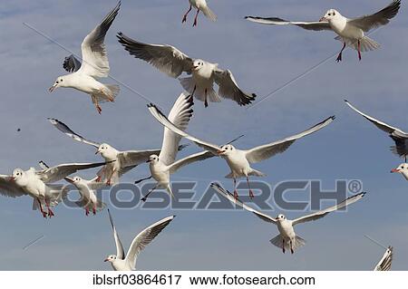 Stock Photo - "Black-headed Gulls (Chroicocephalus ridibundus) in flight, Schleswig-Holstein, Germany, Europe". Fotosearch