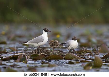 "Black-headed Gulls (Larus ridibundus) with chicks on a nest, Muggelsee, Berlin, Berlin, Germany, Europe" View Large Photo Image Stock Image - "Black-headed Gulls (Larus ridibundus) with chicks on a nest, Muggelsee, Berlin, Berlin, Germany, Europe". Fotosearch
