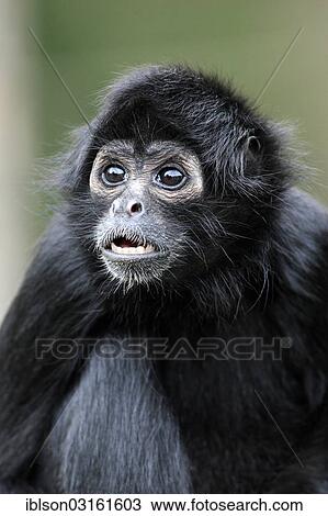 "Black-headed Spider Monkey (Ateles fusciceps robustus), captive, Apeldoorn, Gelderland, The Netherlands, Europe" View Large Photo Image Stock Image - "Black-headed Spider Monkey (Ateles fusciceps robustus), captive, Apeldoorn, Gelderland, The Netherlands, Europe". Fotosearch