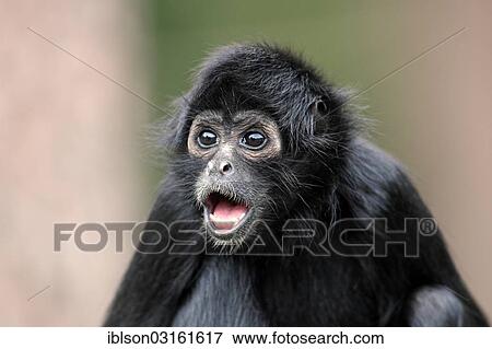 "Black-headed Spider Monkey (Ateles fusciceps robustus), calling, captive, Apeldoorn, Gelderland, The Netherlands, Europe" View Large Photo Image Stock Photo - "Black-headed Spider Monkey (Ateles fusciceps robustus), calling, captive, Apeldoorn, Gelderland, The Netherlands, Europe". Fotosearch
