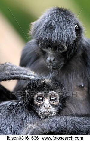 "Black-headed Spider Monkey (Ateles fusciceps robustus), female with infant, captive, Apeldoorn, Gelderland, The Netherlands, Europe" View Large Photo Image Stock Photograph - "Black-headed Spider Monkey (Ateles fusciceps robustus), female with infant, captive, Apeldoorn, Gelderland, The Netherlands, Europe". Fotosearch
