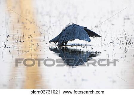 "Black Heron or Black Egret (Egretta ardesiaca) hunting with its typical wing position, North-West District, Botswana, Africa" View Large Photo Image Stock Image - "Black Heron or Black Egret (Egretta ardesiaca) hunting with its typical wing position, North-West District, Botswana, Africa". Fotosearch