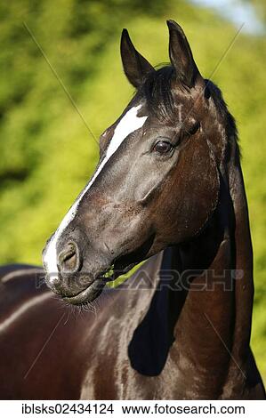 "Black horse, gelding, Baden-Wuerttemberg breed, portrait" View Large Photo Image Picture - "Black horse, gelding, Baden-Wuerttemberg breed, portrait". Fotosearch