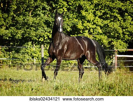 Stock Image - "Black horse, gelding, Baden-Wuerttemberg breed, trotting across a meadow". Fotosearch
