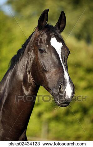 Stock Image - "Black horse, gelding, Baden-Wuerttemberg breed, portrait". Fotosearch