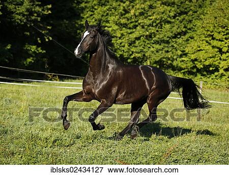 Stock Photo - "Black horse, gelding, Baden-Wuerttemberg breed, galloping across a meadow". Fotosearch