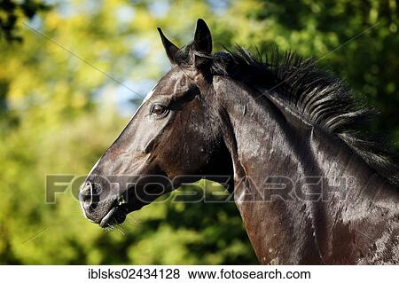 Stock Photo - "Black horse, gelding, Baden-Wuerttemberg breed, portrait during movement". Fotosearch