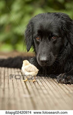 Black Hovawart cuddling with two chicks, animal friendship View Large Photo Image Picture - Black Hovawart cuddling with two chicks, animal friendship. Fotosearch