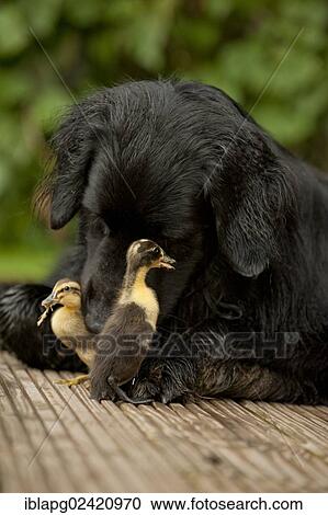 Black Hovawart cuddling with two chicks, animal friendship View Large Photo Image Stock Image - Black Hovawart cuddling with two chicks, animal friendship. Fotosearch