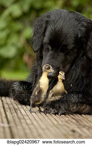 Stock Photo - Black Hovawart cuddling with two chicks, animal friendship. Fotosearch