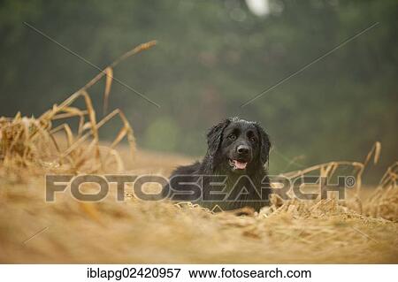 Black Hovawart lying in a cornfield View Large Photo Image Stock Photo - Black Hovawart lying in a cornfield. Fotosearch