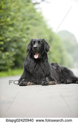 Black Hovawart lying on a road View Large Photo Image Stock Image - Black Hovawart lying on a road. Fotosearch
