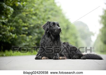 Black Hovawart lying on a road View Large Photo Image Stock Photo - Black Hovawart lying on a road. Fotosearch