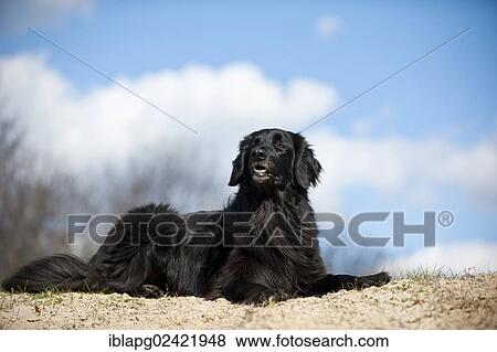 Black Hovawart, lying View Large Photo Image Stock Photo - Black Hovawart, lying. Fotosearch