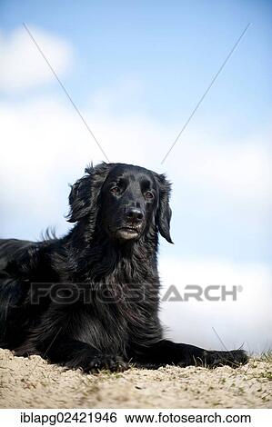 Black Hovawart, lying View Large Photo Image Stock Photograph - Black Hovawart, lying. Fotosearch