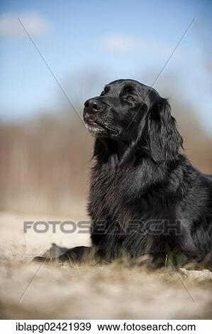 Black Hovawart, portrait, lying View Large Photo Image Stock Photo - Black Hovawart, portrait, lying. Fotosearch