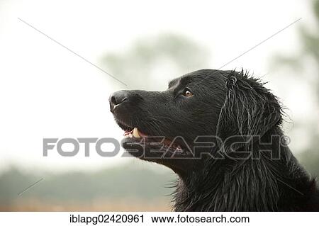 Black Hovawart, portrait View Large Photo Image Stock Image - Black Hovawart, portrait. Fotosearch