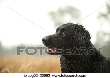 Black Hovawart, portrait View Large Photo Image Stock Image - Black Hovawart, portrait. Fotosearch