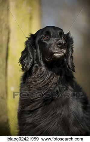 Stock Photo - Black Hovawart, portrait. Fotosearch