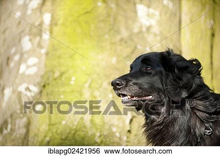 Black Hovawart, portrait View Large Photo Image Stock Photograph - Black Hovawart, portrait. Fotosearch