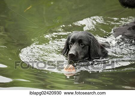 Stock Image - Black Hovawart retrieving a ball out of the water. Fotosearch