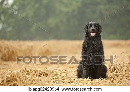 Black Hovawart sitting in a cornfield View Large Photo Image Picture - Black Hovawart sitting in a cornfield. Fotosearch