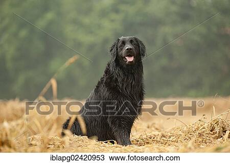 Stock Image - Black Hovawart sitting in a cornfield. Fotosearch