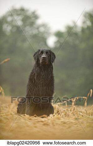 Black Hovawart sitting in a cornfield View Large Photo Image Stock Photograph - Black Hovawart sitting in a cornfield. Fotosearch