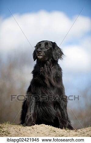 Black Hovawart, sitting View Large Photo Image Stock Photography - Black Hovawart, sitting. Fotosearch