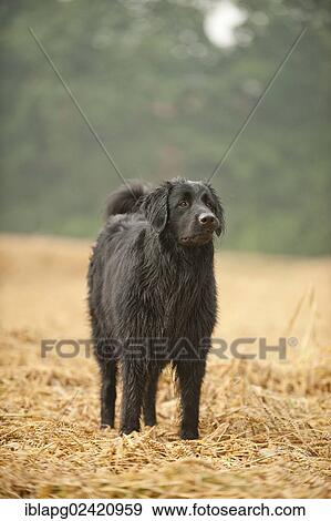 Black Hovawart standing in a cornfield View Large Photo Image Stock Photo - Black Hovawart standing in a cornfield. Fotosearch
