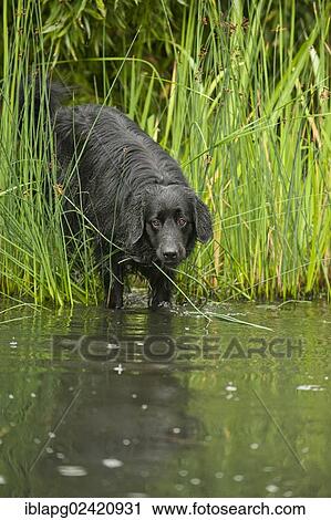 Stock Image - Black Hovawart standing in a pond. Fotosearch