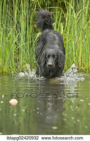 Black Hovawart standing in a pond View Large Photo Image Stock Image - Black Hovawart standing in a pond. Fotosearch