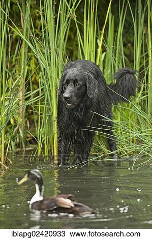 Stock Image - Black Hovawart standing in a pond. Fotosearch