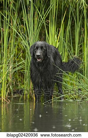 Stock Photograph - Black Hovawart standing in a pond. Fotosearch