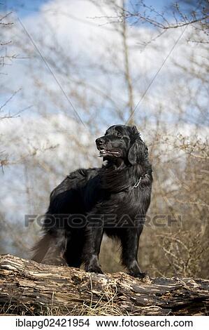 Black Hovawart standing on a tree trunk View Large Photo Image Picture - Black Hovawart standing on a tree trunk. Fotosearch
