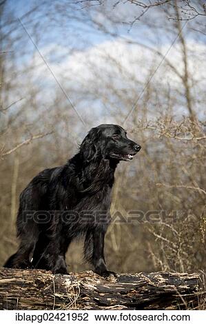 Black Hovawart standing on a tree trunk View Large Photo Image Stock Image - Black Hovawart standing on a tree trunk. Fotosearch