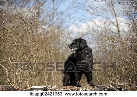 Black Hovawart standing on a tree trunk View Large Photo Image Stock Image - Black Hovawart standing on a tree trunk. Fotosearch