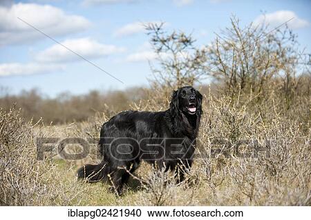 Black Hovawart, standing View Large Photo Image Stock Image - Black Hovawart, standing. Fotosearch