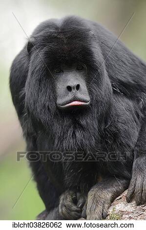 "Black Howler Monkey (Alouatta caraya), male, native to South America, captive" View Large Photo Image Stock Image - "Black Howler Monkey (Alouatta caraya), male, native to South America, captive". Fotosearch