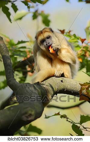 "Black Howler Monkey (Alouatta caraya), female, native to South America, captive" View Large Photo Image Stock Image - "Black Howler Monkey (Alouatta caraya), female, native to South America, captive". Fotosearch