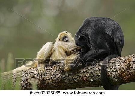 Stock Photography - "Black Howler Monkey (Alouatta caraya), pair with young, native to South America, captive". Fotosearch