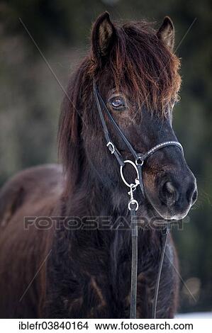 "Black Icelandic Horse, gelding, Austria, Europe" View Large Photo Image Picture - "Black Icelandic Horse, gelding, Austria, Europe". Fotosearch