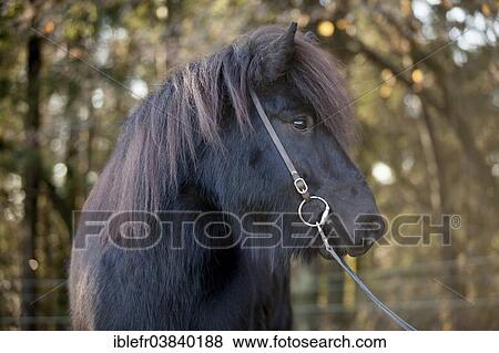 "Black Icelandic Horse, gelding, Austria, Europe" View Large Photo Image Stock Photo - "Black Icelandic Horse, gelding, Austria, Europe". Fotosearch