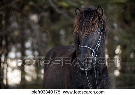 "Black Icelandic Horse, gelding, Austria, Europe" View Large Photo Image Stock Photography - "Black Icelandic Horse, gelding, Austria, Europe". Fotosearch