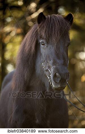 "Black Icelandic Horse, mare, Austria, Europe" View Large Photo Image Stock Photo - "Black Icelandic Horse, mare, Austria, Europe". Fotosearch